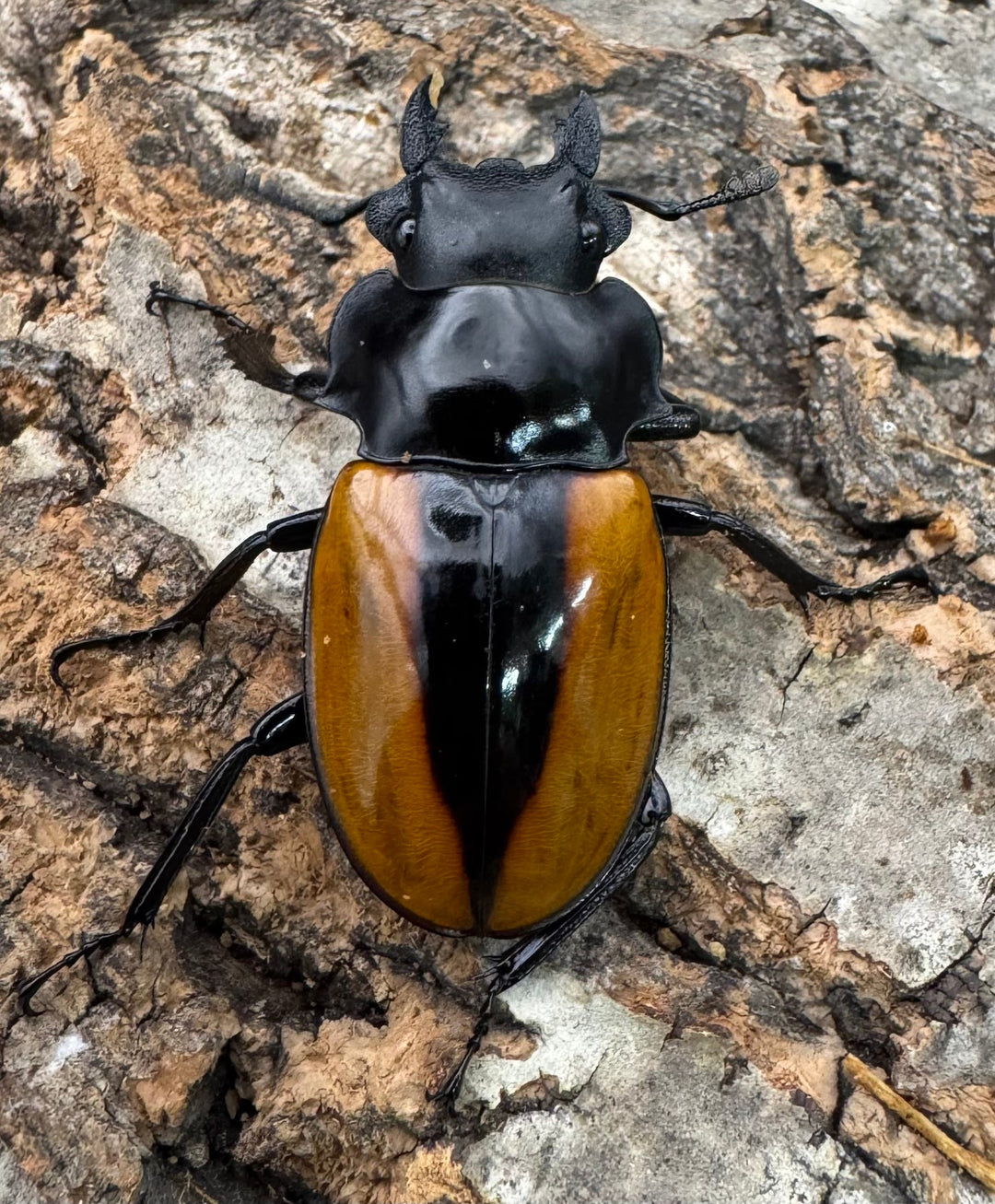 【WD】《ボーレンホーベンツヤクワガタ 62mm ペア》