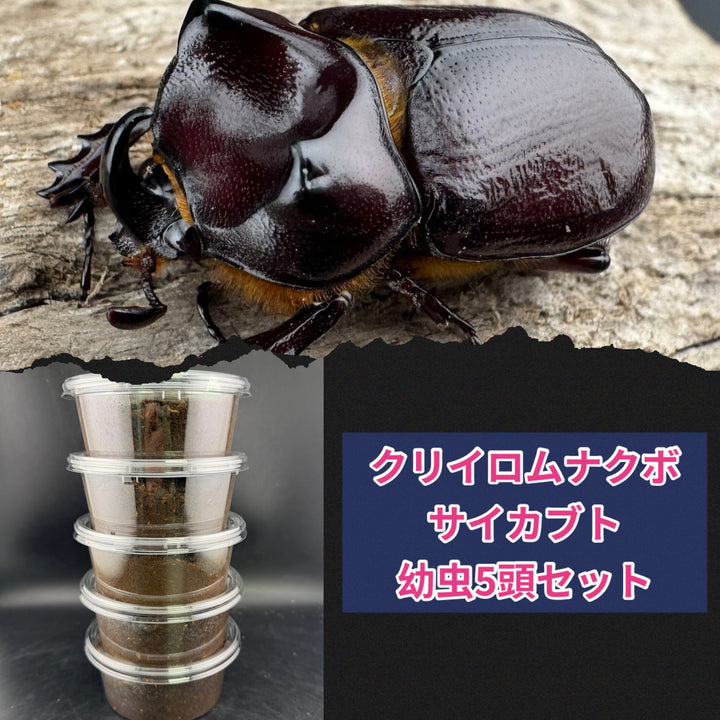 【WF1】《クリイロムナコブサイカブト 幼虫5頭セット》