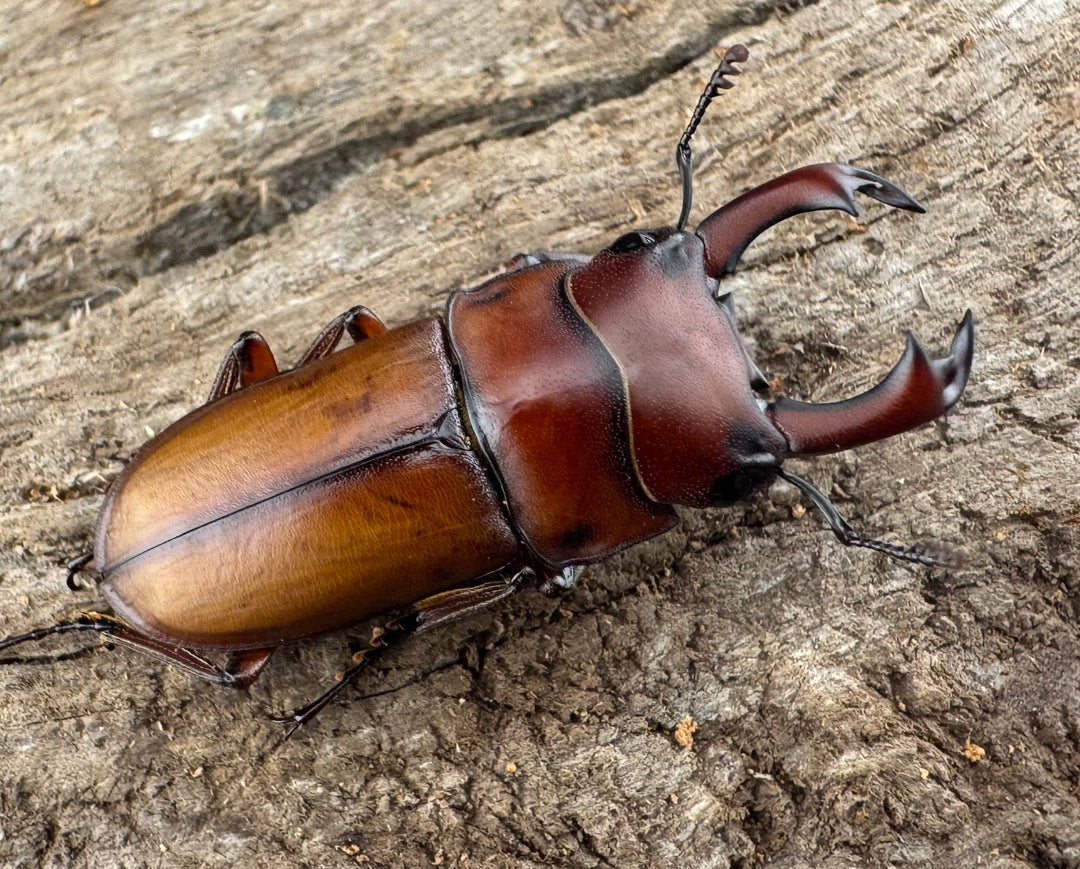 【WD】大型《エレガントゥルスコクワ亜種akaishii 27mm ペア》