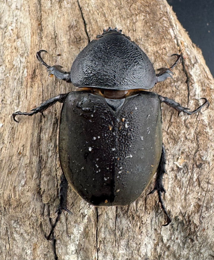 【WD】《ミンダナオアトラスオオカブト マラグサン産 95.5mm ペア》