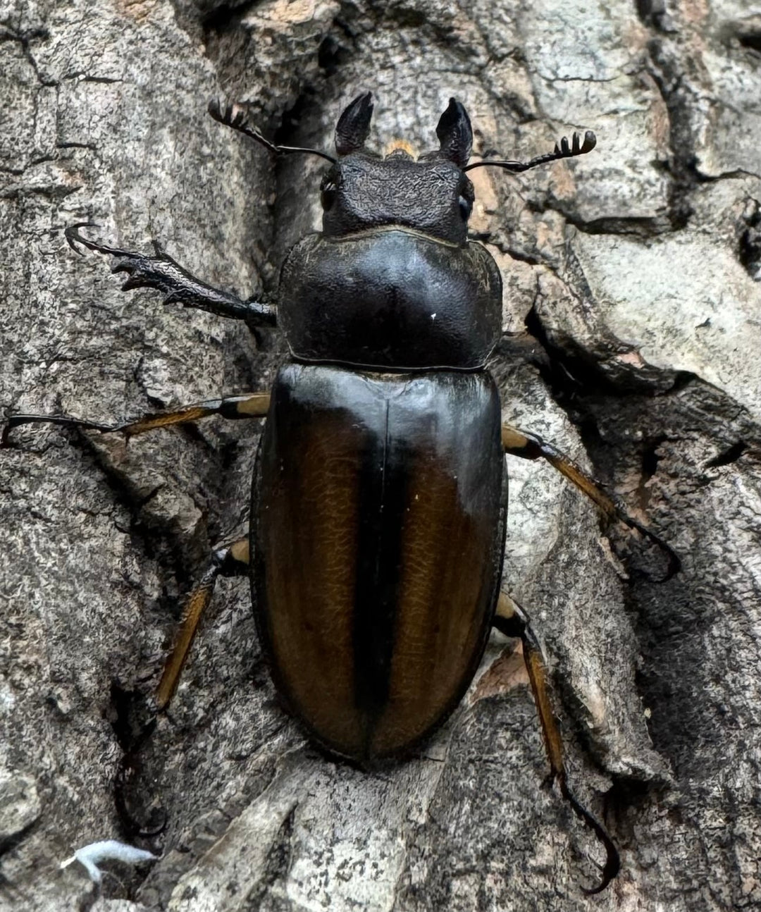 【WD】《デラバイミヤマ 46.5mm ペア》