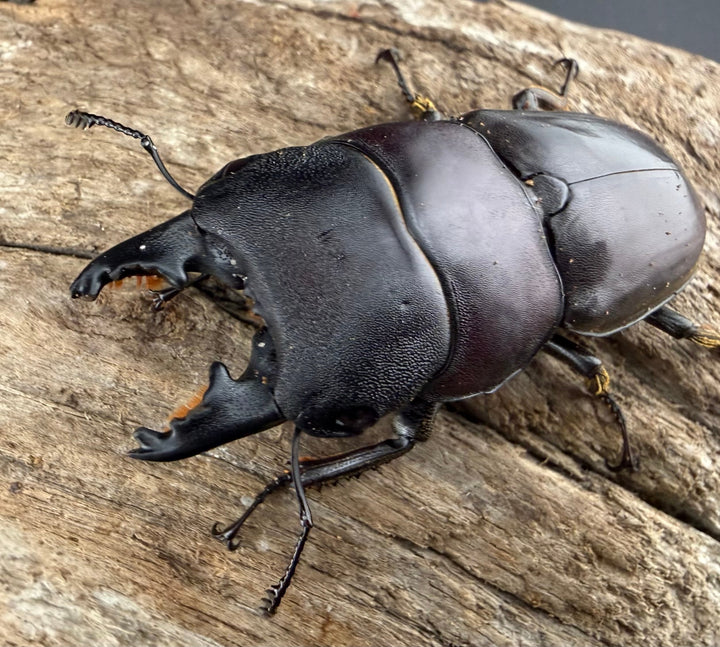 【WD】《タウルスヒラタ パラワン亜種 ロハス産 49.5mm ペア》