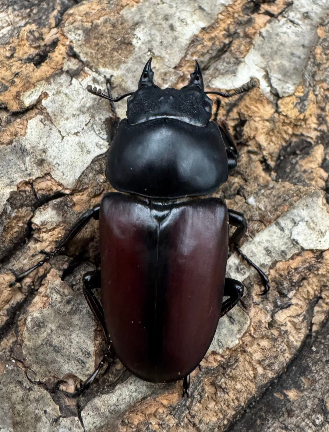 【WD】《ドンキエルコクワ原名亜種 71.5mm ♂♀♀トリオ》