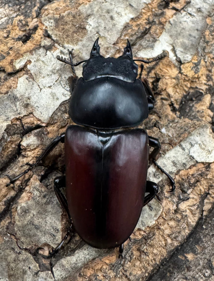 【WD】《ドンキエルコクワ原名亜種 71.5mm ♂♀♀トリオ》