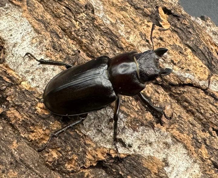 先取り移転オープン記念特価!!【WD】2021年新種《モーミヤマクワガタ Free ♀単》