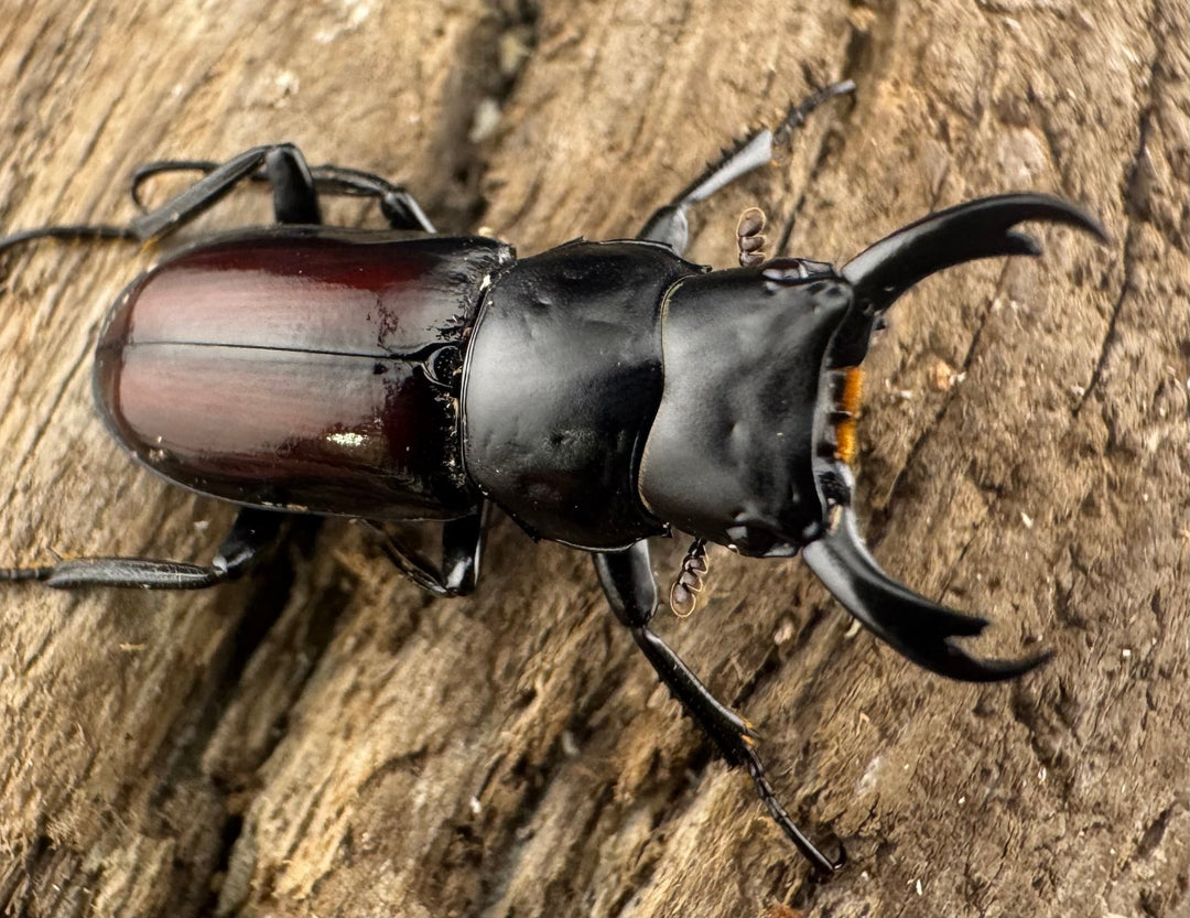 【WF3】《チュチェンセスジクワガタ 21mm ペア》