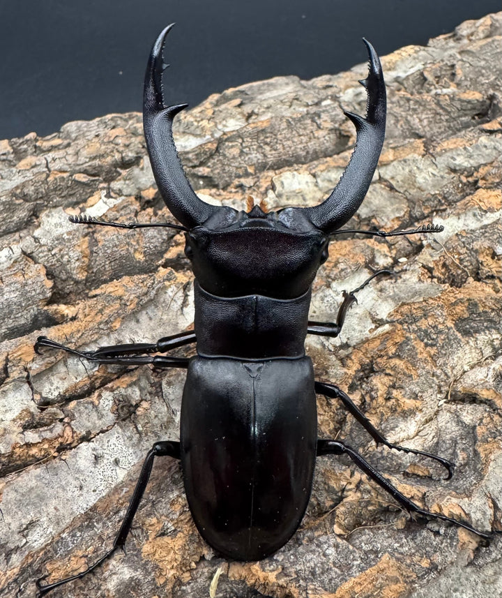 【WD】《マンディブラリスフタマタ 92.5mm ペア》