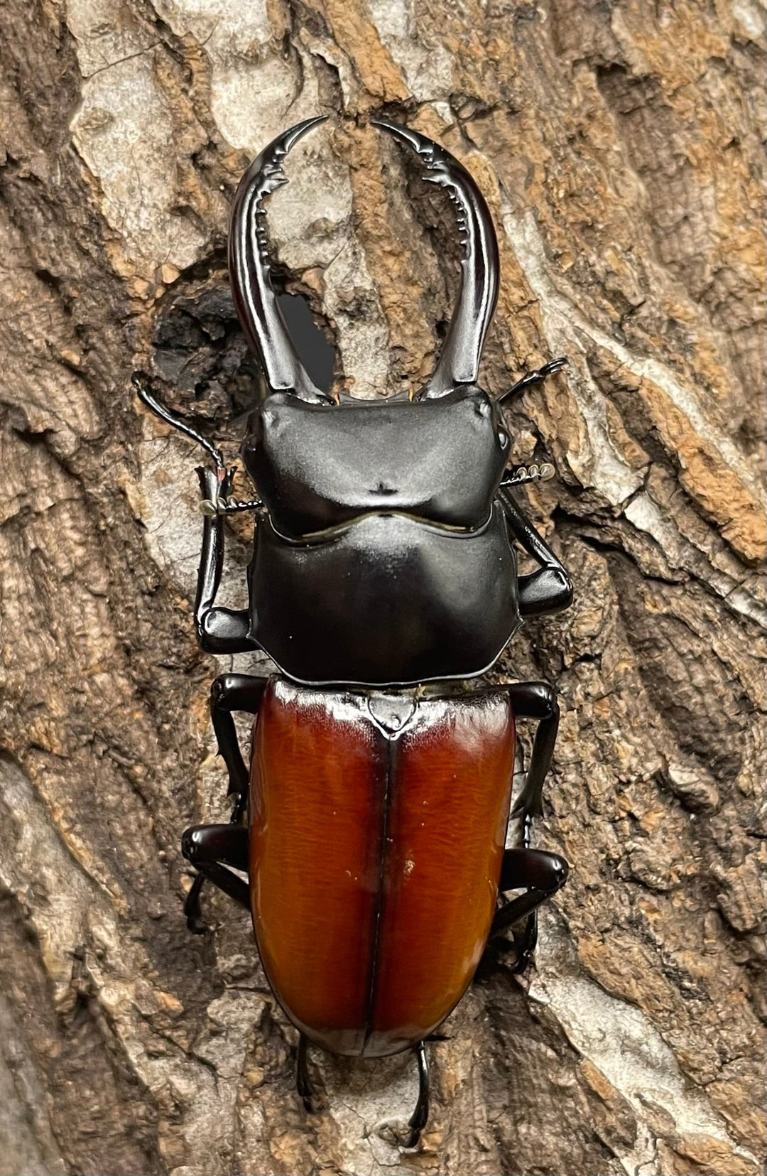 《アローコクワ亜種リエン 64mm ♂♀♀トリオ》