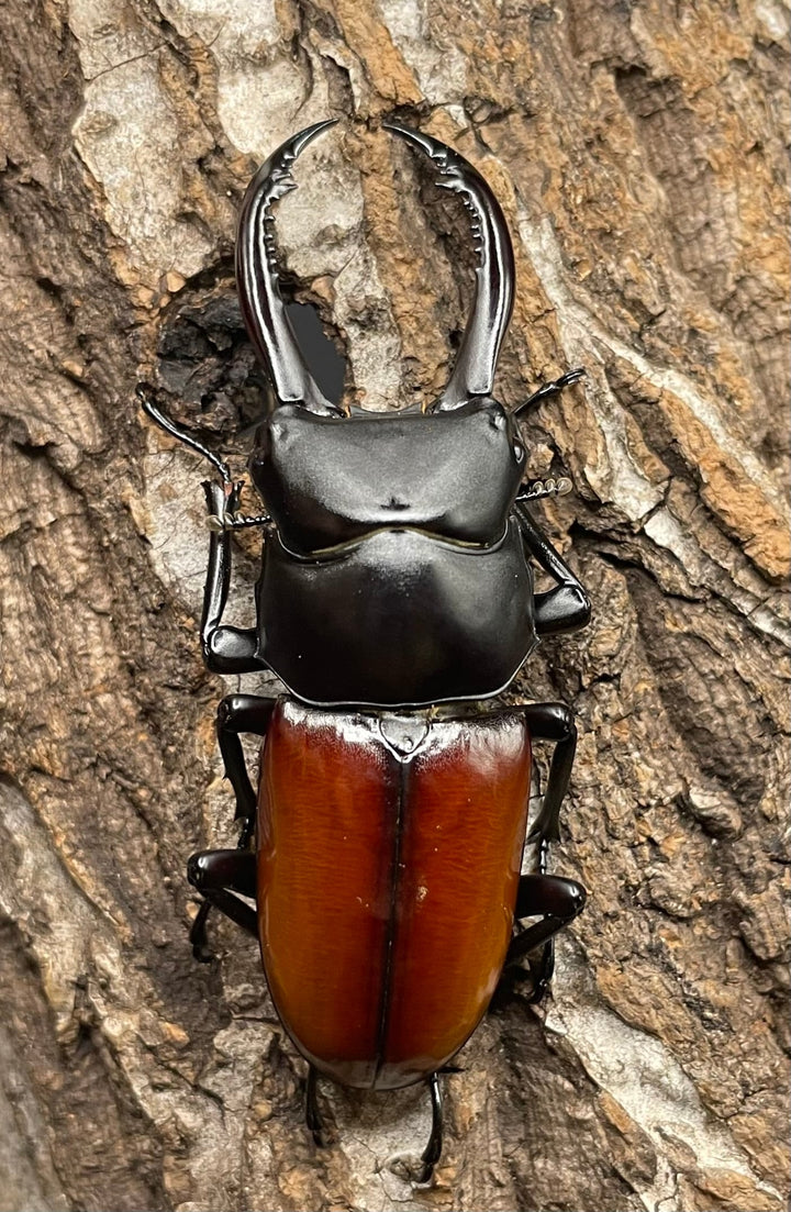 《アローコクワ亜種リエン 64mm ♂♀♀トリオ》