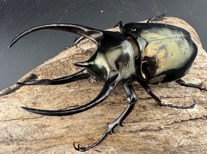 【WD】《ミンダナオアトラスオオカブト マラグサン産 95.5mm ペア》