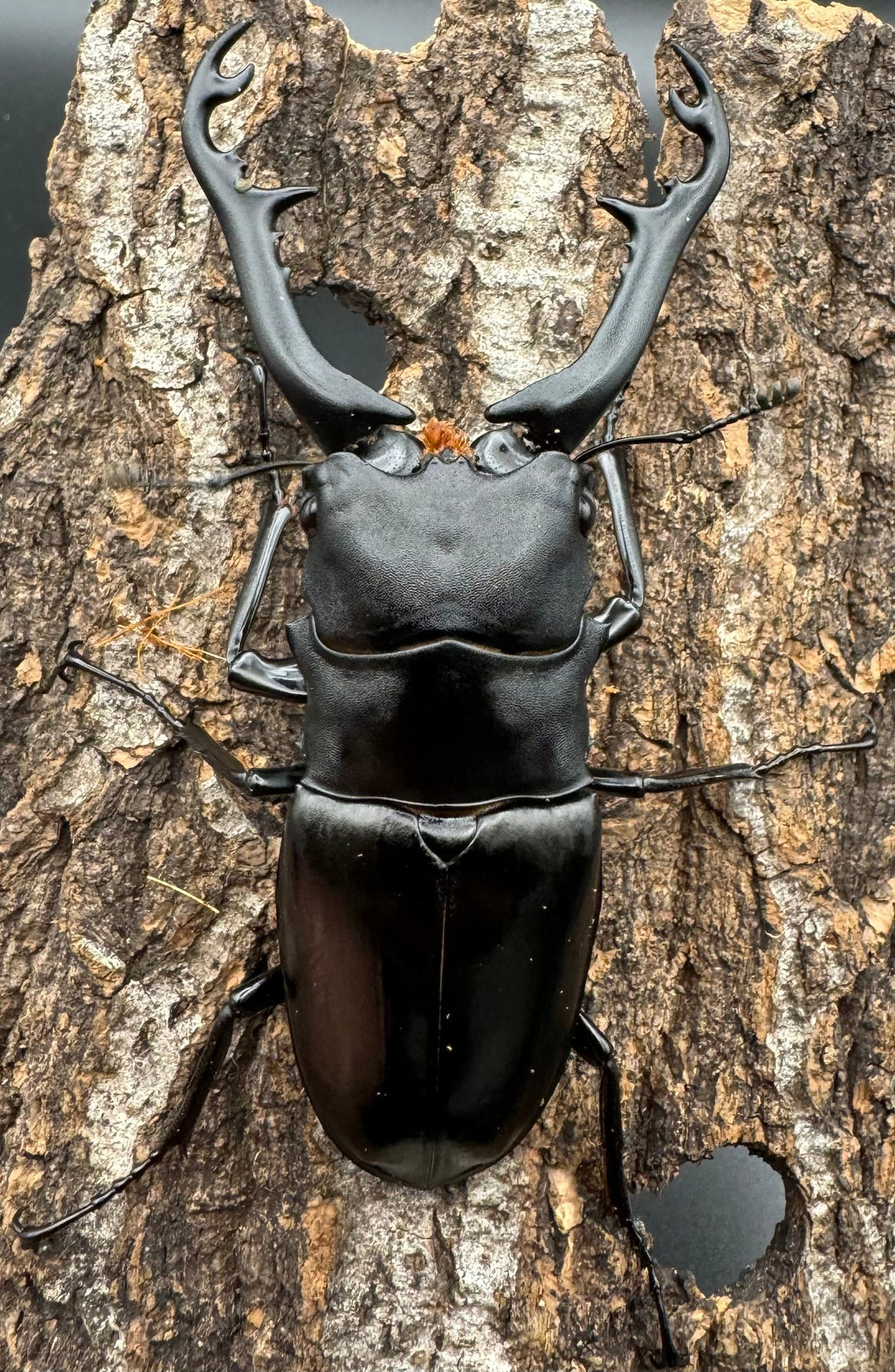 【WD】《ギラファノコギリ亜種ボロブドゥール 89mm ペア》