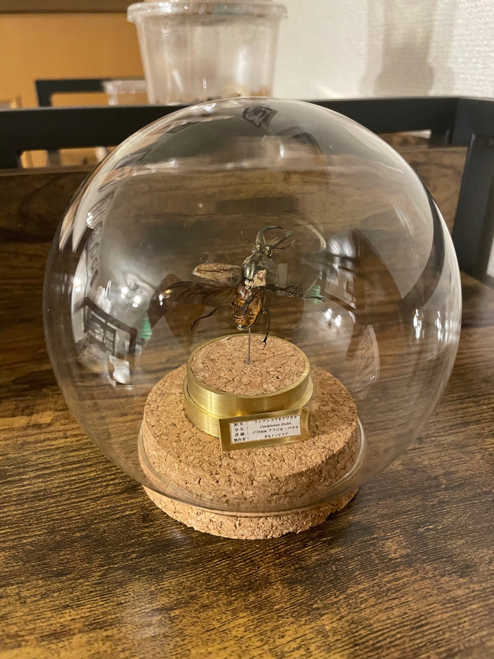 インテリア標本《リンデンコフキクワゴタ♂》