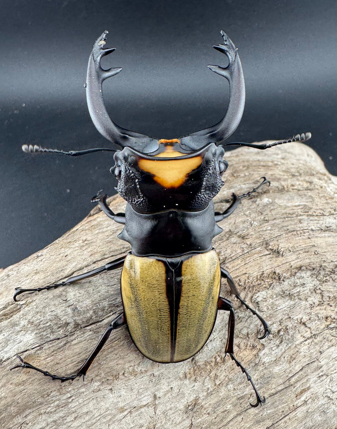 【WD】《ラコダールツヤクワガタ 78.5mm ペア》