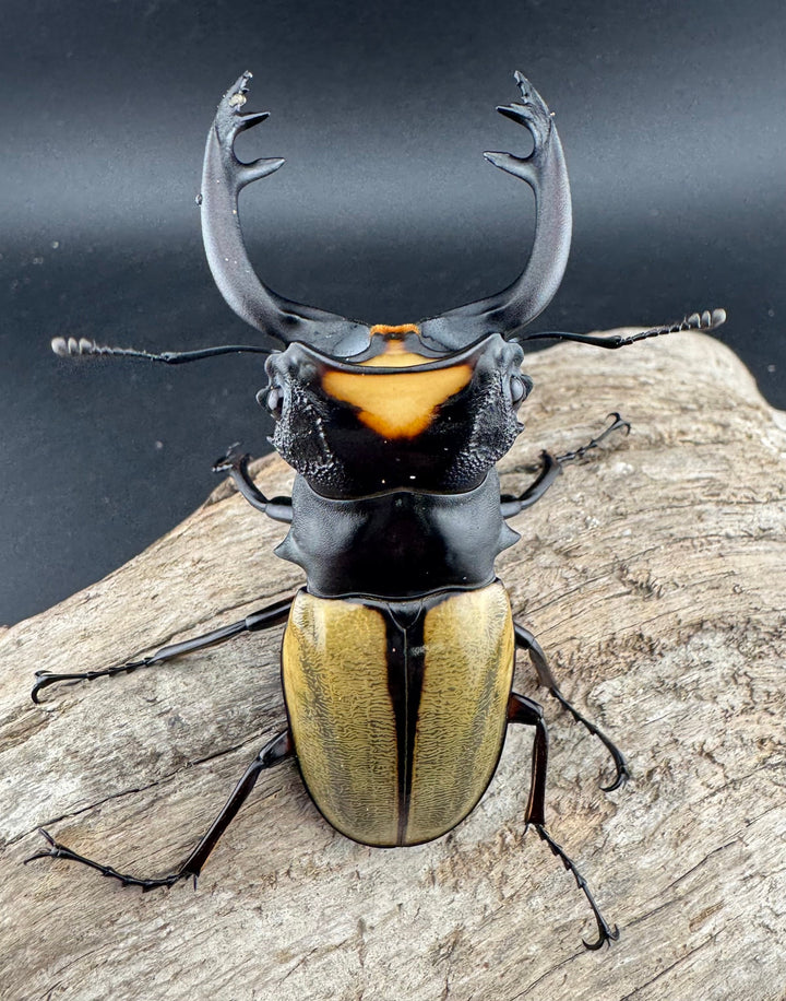 【WD】《ラコダールツヤクワガタ 78.5mm ペア》