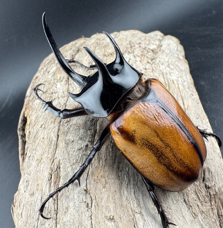 【F0】《スキットゴホンツノカブト 75mm ペア》