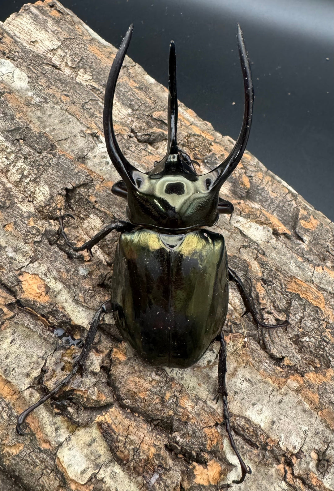 【WD】《ミンダナオアトラスオオカブト 92.5mm ペア》