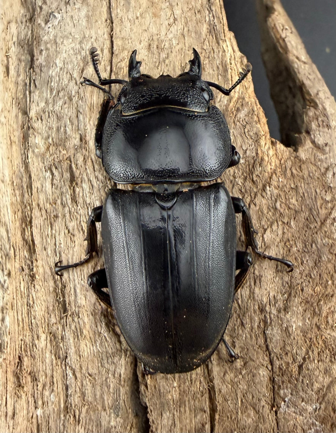 【WD】《ミンダナオヒラタ マラグサン産 91mm ペア》