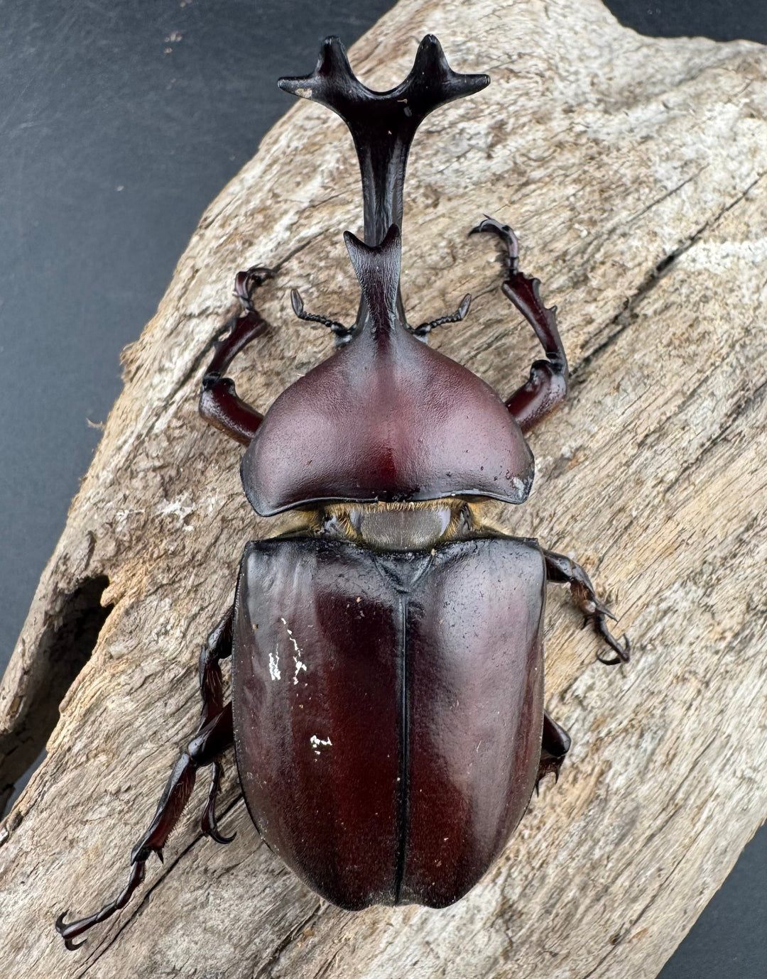 《国産カブトムシ 栃木県産 75mmUP ペア》