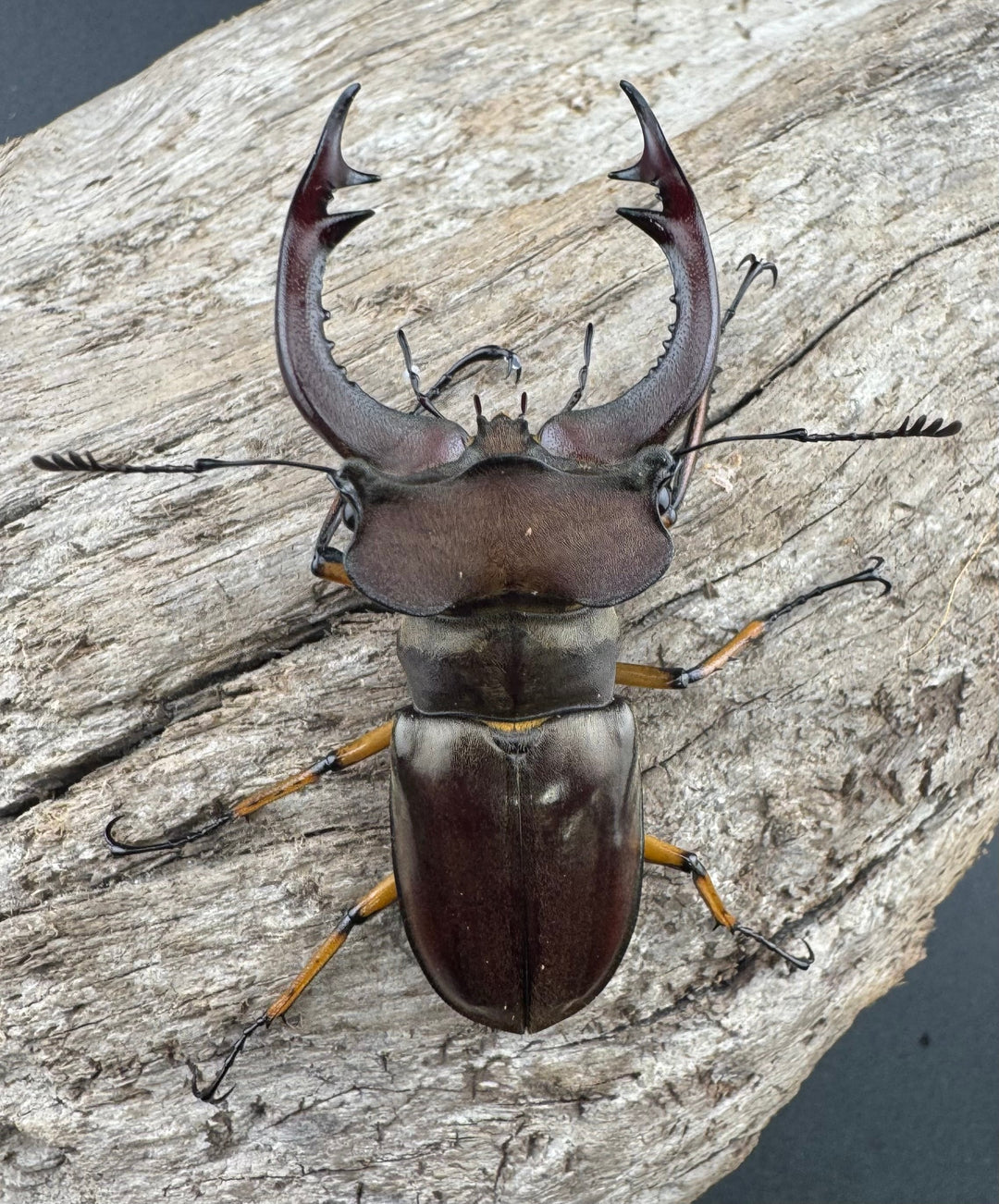 【WD】《フェアメイルミヤマ 雅安市産 56.5mm ペア》