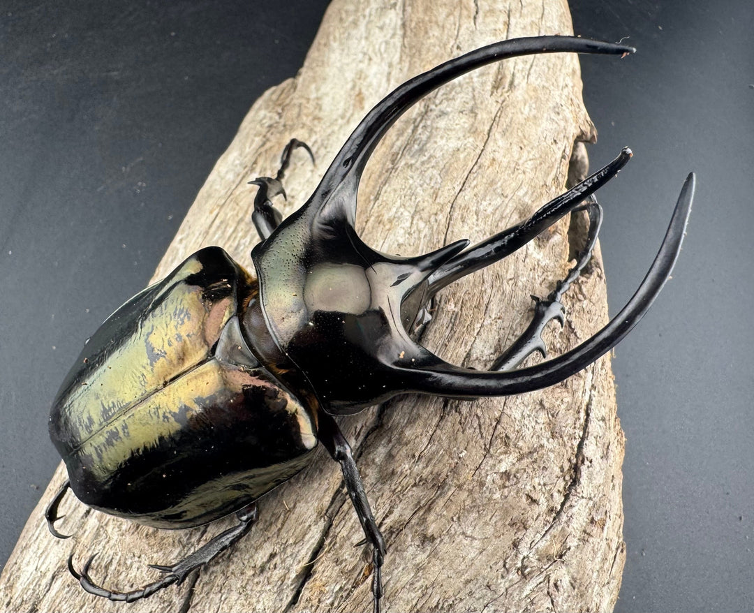 【WD】《ミンダナオアトラスオオカブト マラグサン産 98mm ペア》