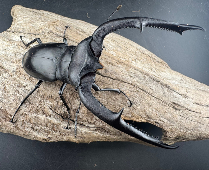 【WD】《マンディブラリスフタマタ 101mm ペア》