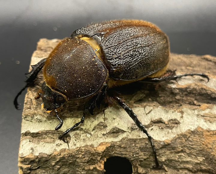 《ヘラクレス・ヘラクレス 145mm ペア》