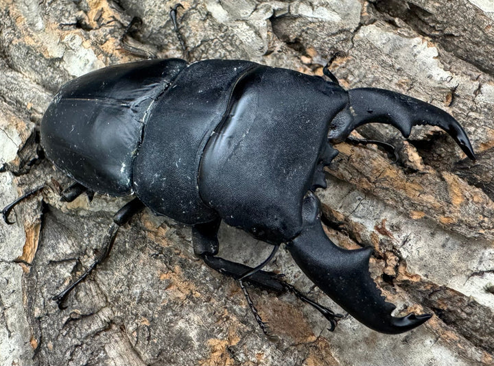 【WF1】即ブリ《マリンドッケヒラタ 90mm ペア》