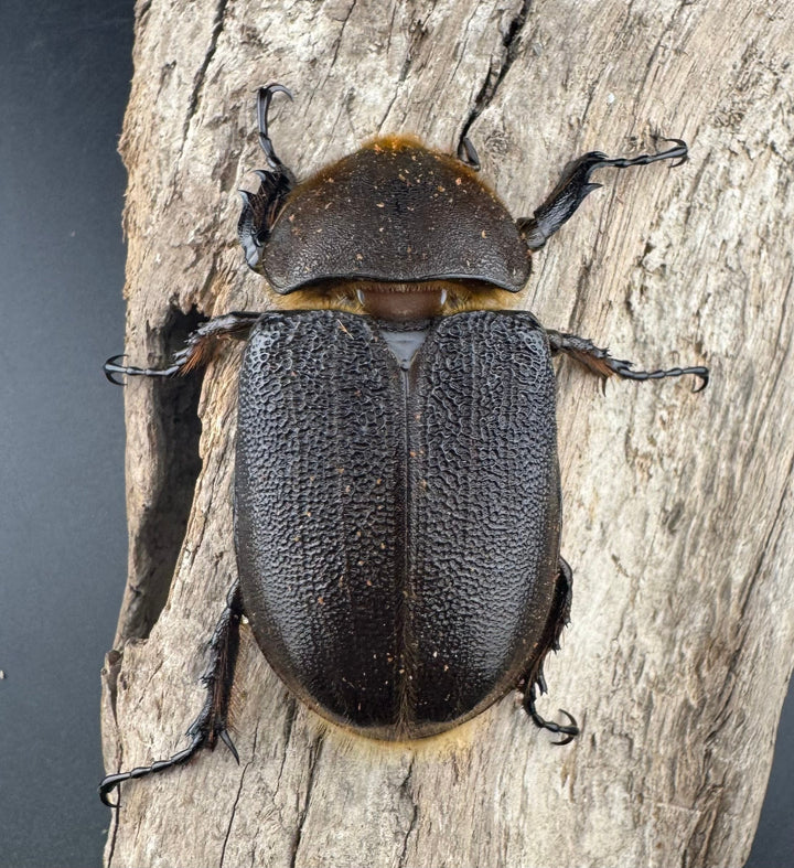 《ヘラクレス・ヘラクレス 130mm ペア》