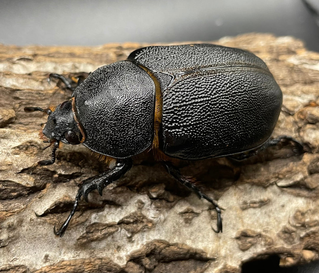 即ブリ《サタンオオカブト 98mm ペア》