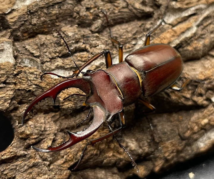 【WD】《ジュシャンミヤマ 49mm ペア》