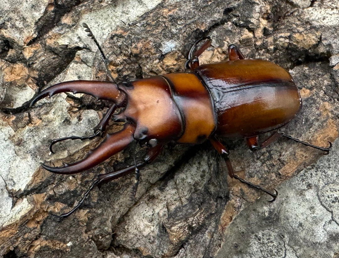 《トカラノコギリクワガタ ホワイトアイ 44mm ♂♀♀♀セット》