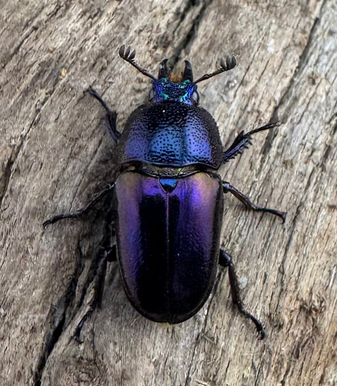 《パプアキンイロクワガタ 38mm ペア》