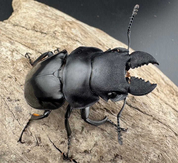 【WD】《ラティペニスツヤクワガタ 57mm ペア》