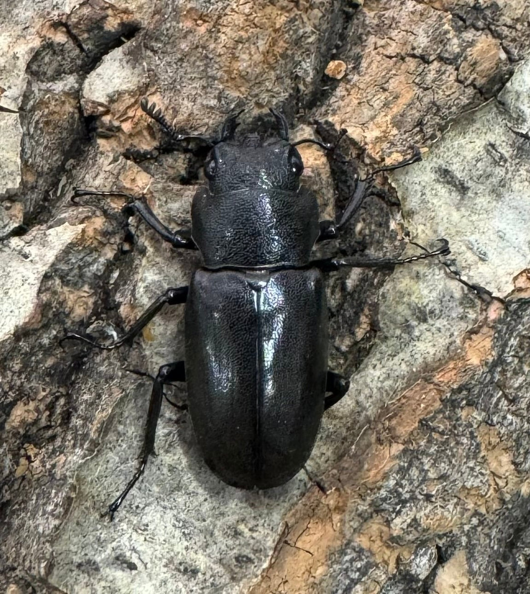 【WD】《メタリフェルホソアカ 85mm ペア》