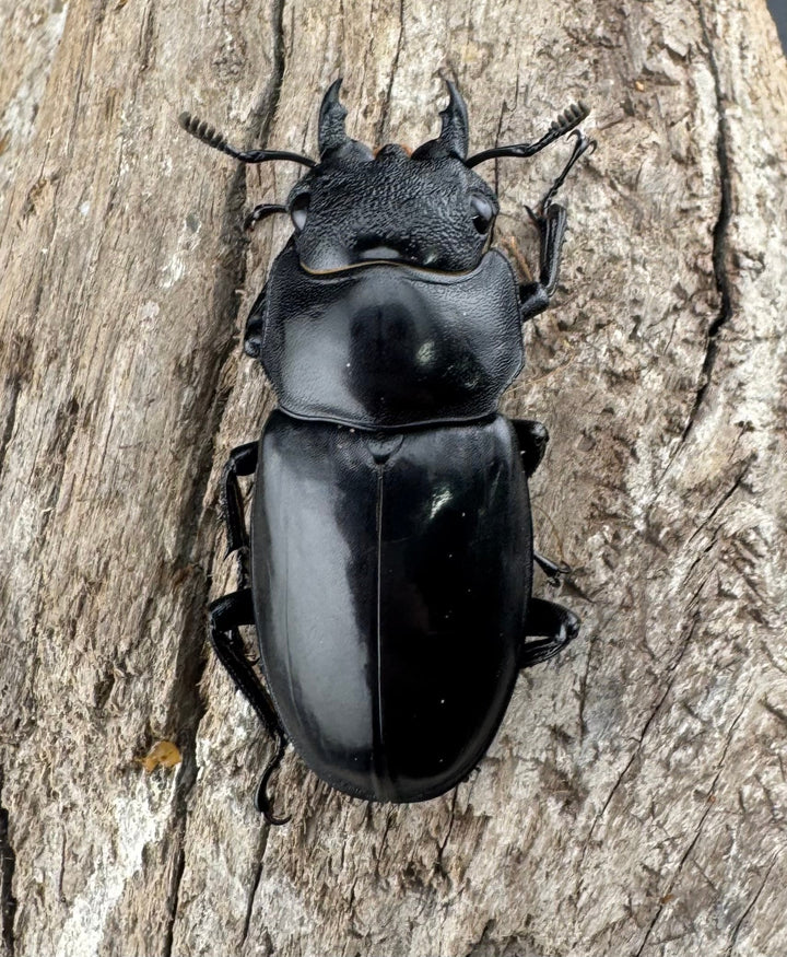 【WD】《リノケロスフタマタ 95.5mm ペア》