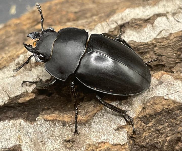 【WD】《プラティノータツヤクワガタ 42mmUP ペア》