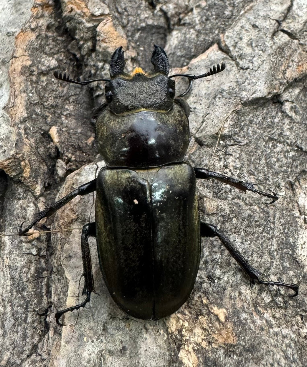 【WD】《クラーツミヤマ原名亜種 48mm ペア》