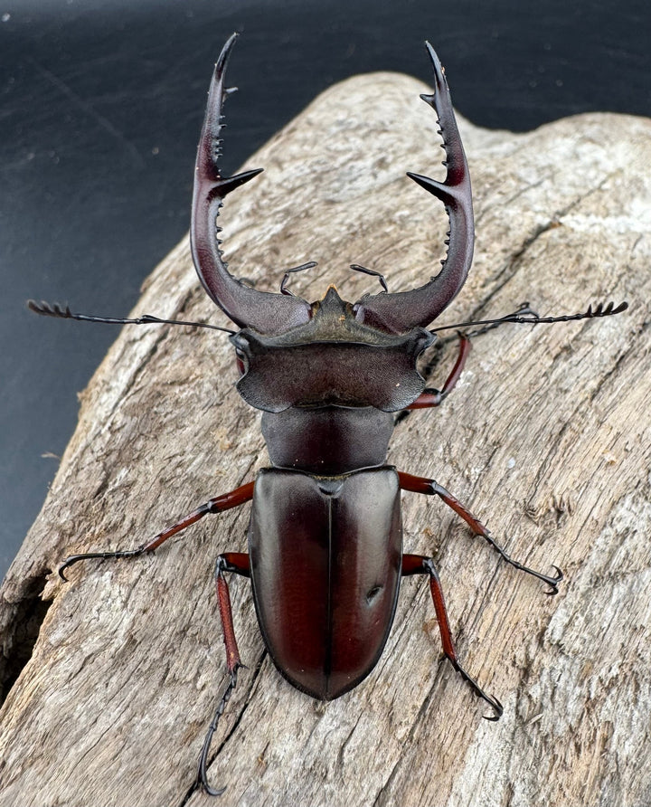 【WD】貴重産地《ブリヴィオミヤマ 57mm ペア》