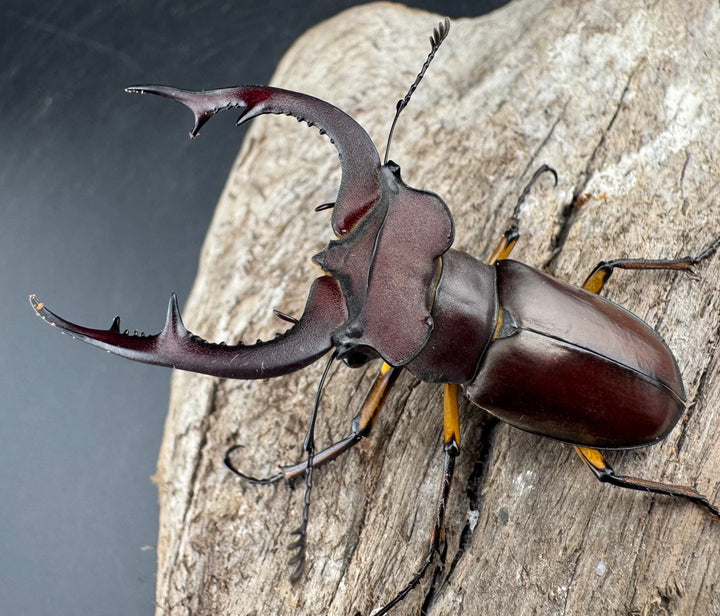 【WD】2018新種記載《ジュシャンミヤマ 58mm ペア》②