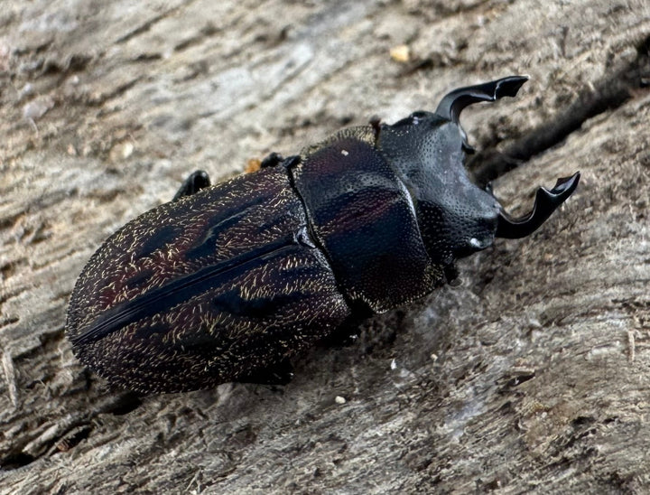 《ペルークワガタ Free ペア》