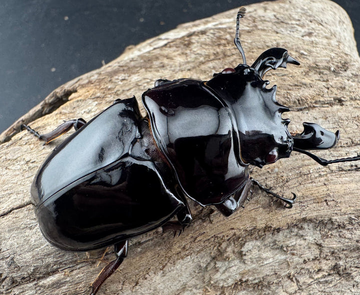 【赤目】《赤レギウスオオツヤクワガタ 61mm ペア》