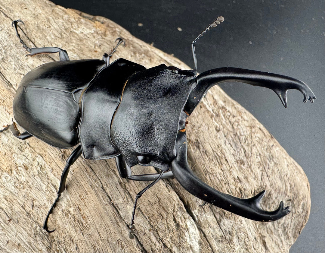 【WD】《スチーブンスツヤ原名亜種 81mm ペア》