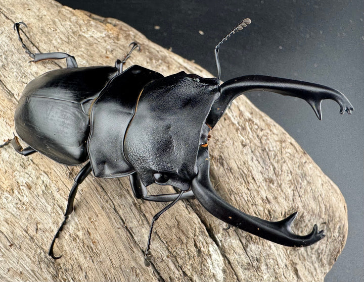 【WD】《スチーブンスツヤ原名亜種 81mm ペア》