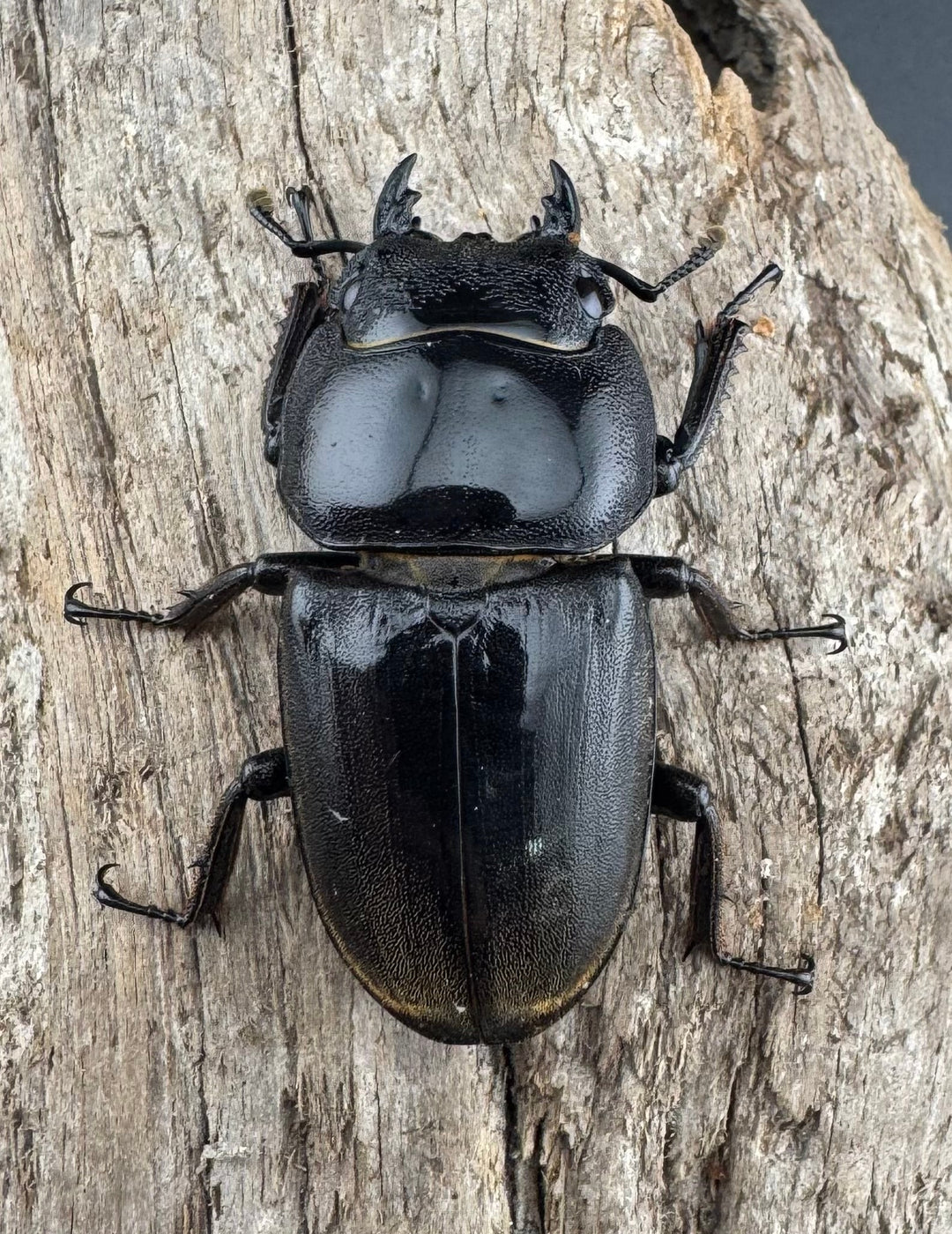 【WF1】《スマトラオオヒラタ アチェ産 93mm ペア》