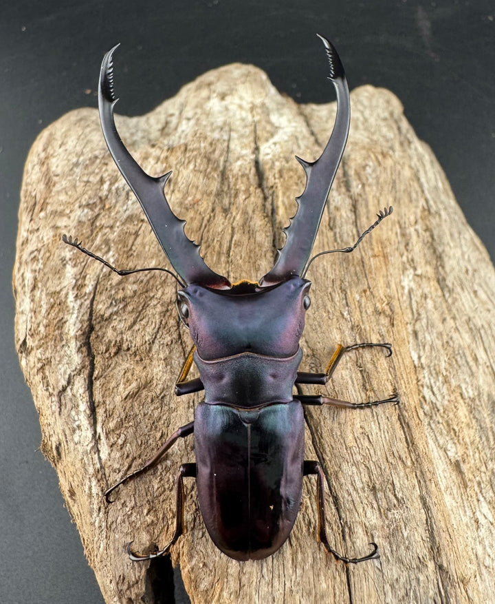 【美麗】《メタリフェルホソアカ亜種finae 73mm ペア》わたくわ氏ブリード個体