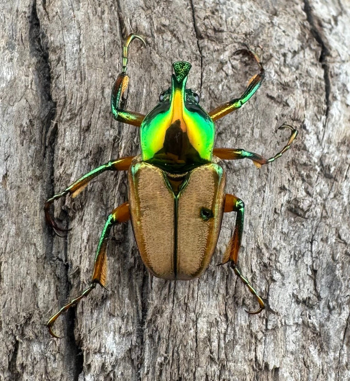 【WD】《モーニッケヒメカブトハナムグリ イフガオ産 Free ペア》②