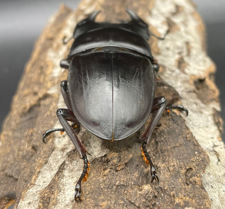 《ホペイオオクワガタ SL血統 74mm ペア》