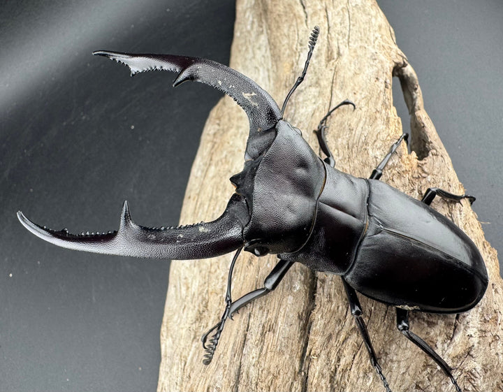 【WD】《マンディブラリスフタマタ 103.5mm ペア》