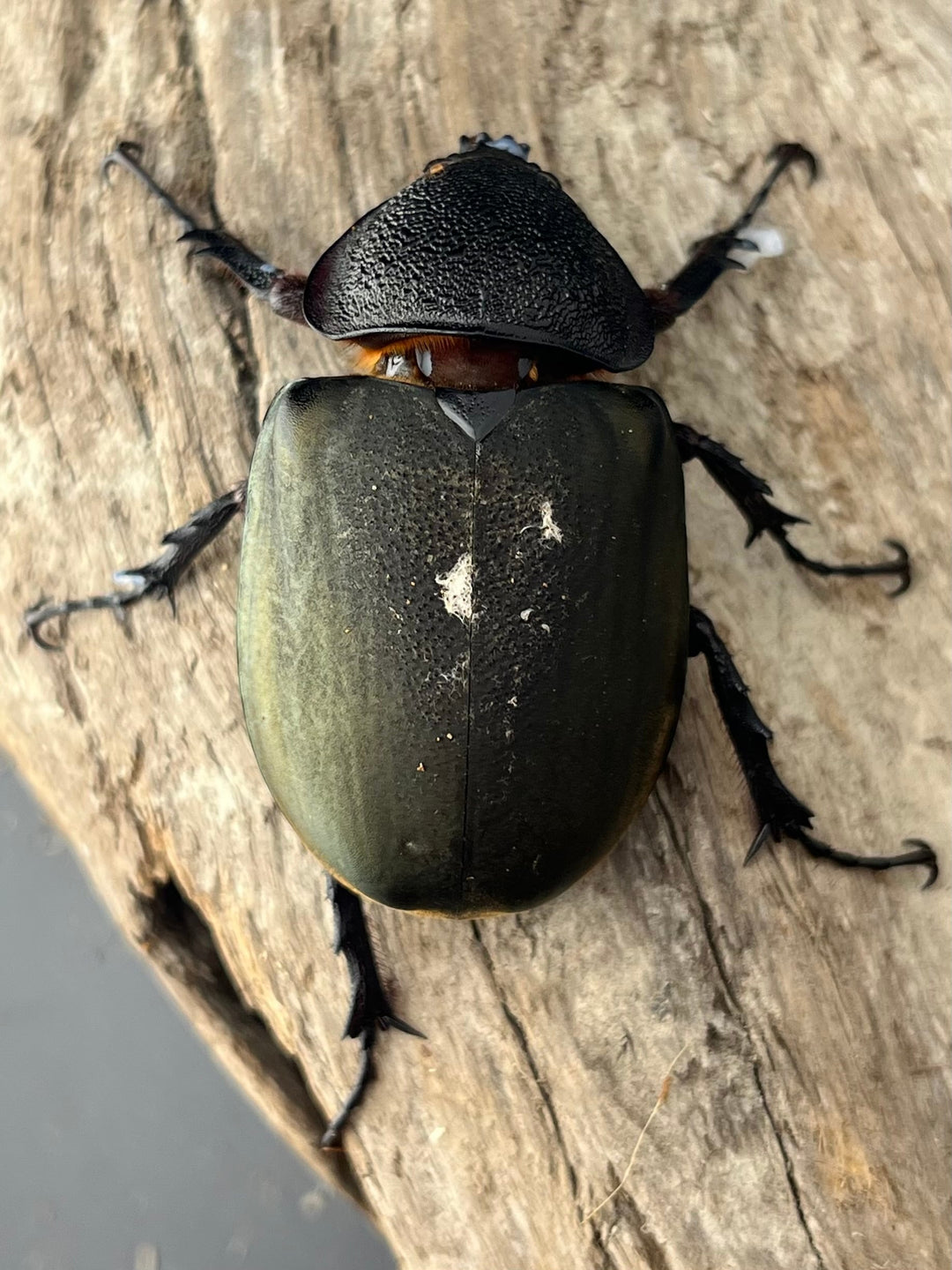 【WD】《ミンダナオアトラスオオカブト マラグサン産 95mm ペア》