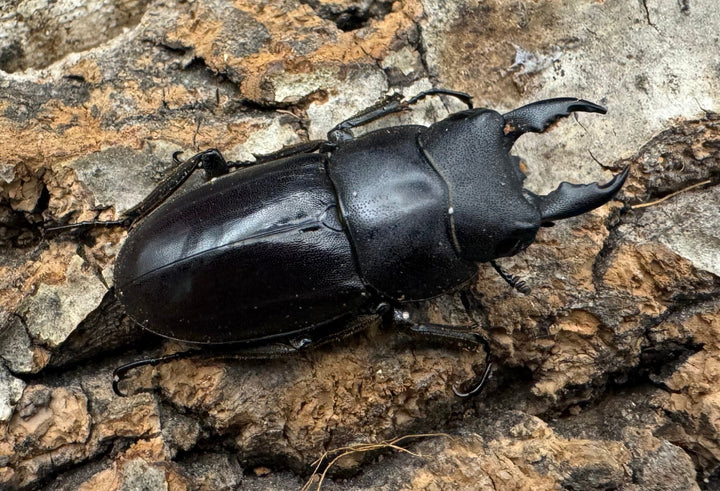 【WD】短歯《ブッダノコギリ ミンダナオ島産 34.5mm ペア》